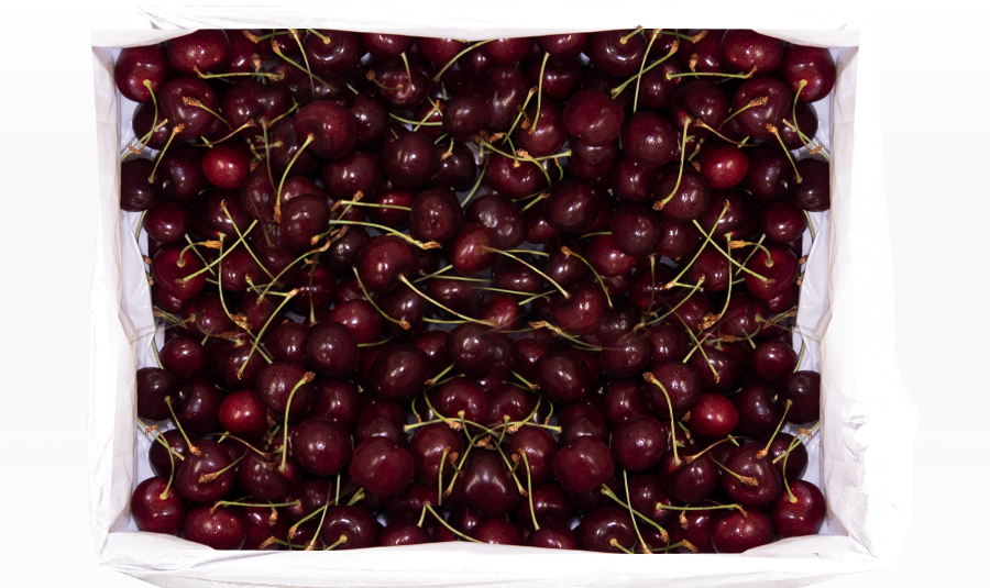 PD204 Gee Whiz Premium Dark Cherry EXPORT GRADE 4KG